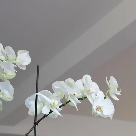 Vmadeira Гостевой дом