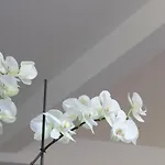 Vmadeira Pensión